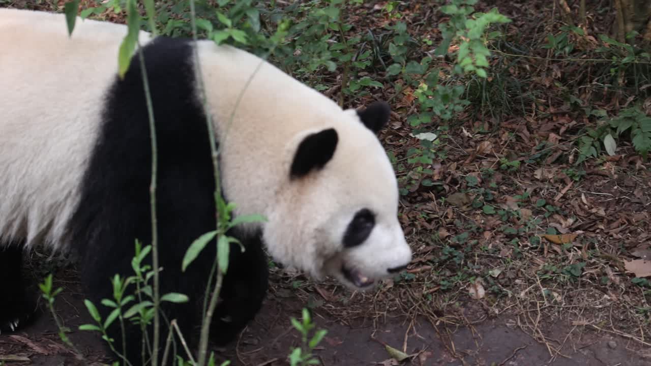 panda gigante caminando a través de un desierto de bosque iluminado por el sol