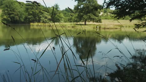 quite peaceful countryside scene with long grasses next to calm lake with sky and tree reflections