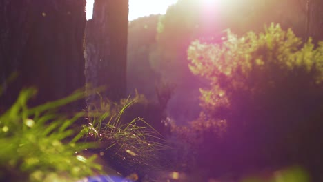 slow-motion-shot-of-a-forest-with-flies-and-flares