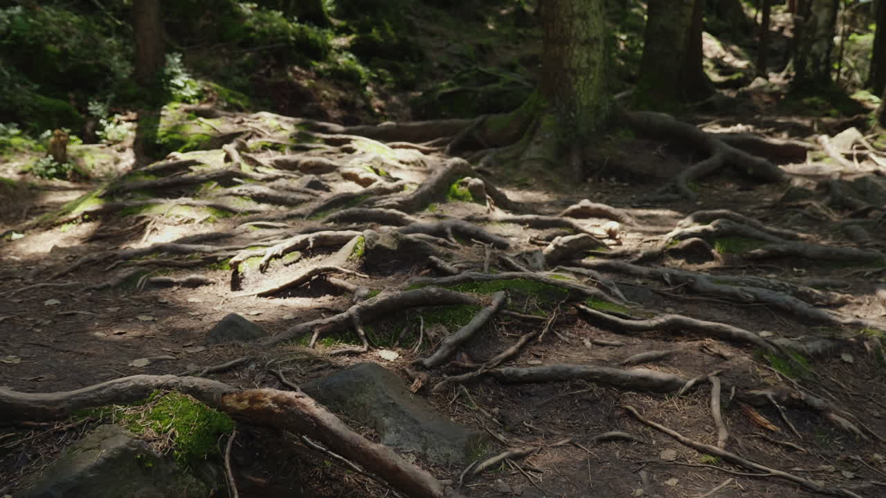 las raíces de viejos árboles en un camino de montaña un viejo bosque caducifolio los rayos del sol se abren camino