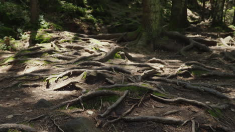 las raíces de viejos árboles en un camino de montaña un viejo bosque caducifolio los rayos del sol se abren camino