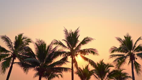 scenic golden sunset view at exotic coconut palm trees, slow motion