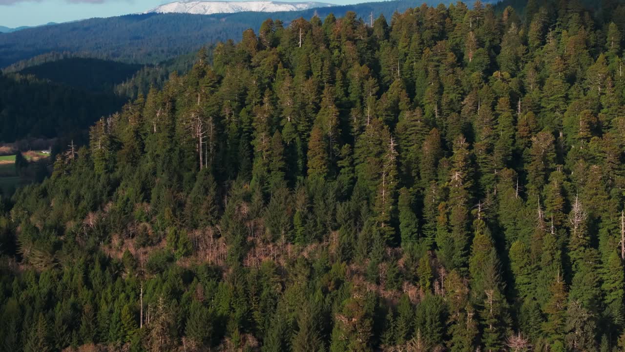 Inquadratura aerea con drone in salita della fitta foresta del Parco Nazionale di Redwood in California