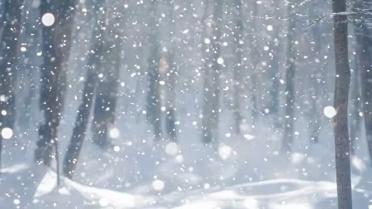 Eine ruhige Winterwaldszene mit fallenden Schneeflocken, aufgenommen in einem Video