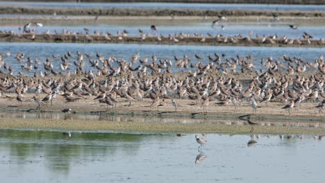 shorebirds resting while the camera zooms in to reveal this gathering, thailand