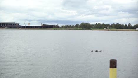 Entenfamilie,-Die-An-Einem-Windigen,-Bewölkten-Tag-Auf-Dem-See-Schwimmt