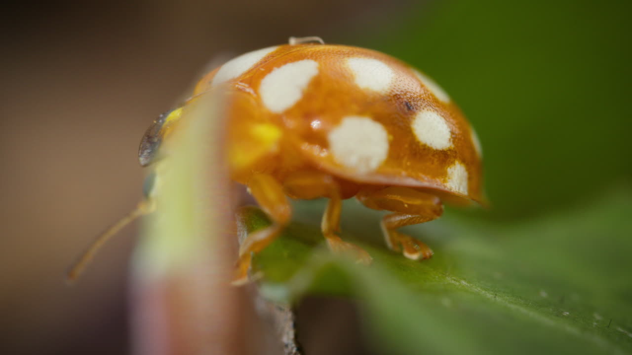 오렌지색 여우벌레가 매크로 에서 잎 위에 기어다닙니다.