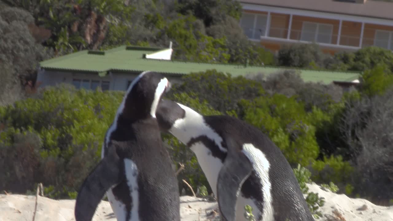 African Penguin Pair Nuzzle Each Other