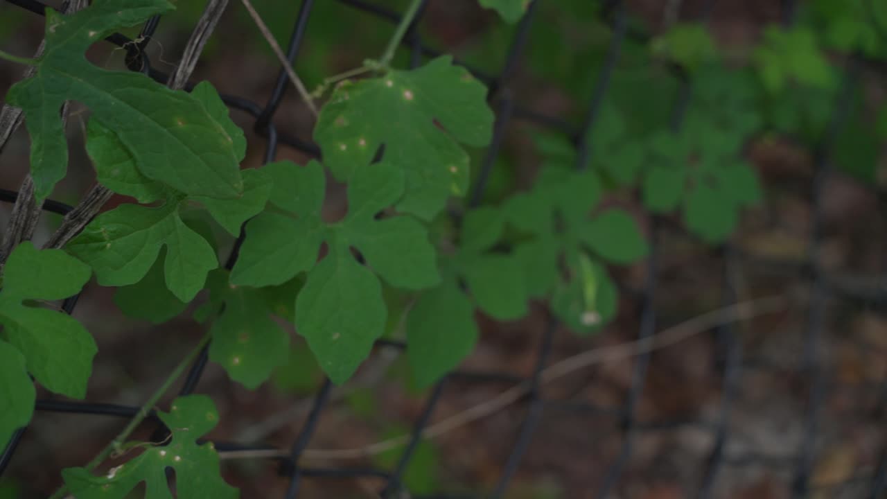 케랄라의 쓴 멜론 식물과 케랄라가 포도나무에서 매달려있는 허브 건강한 차를 만드는 데 사용됩니다.