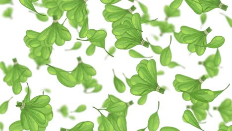 green kale leaves gently falling on white backdrop