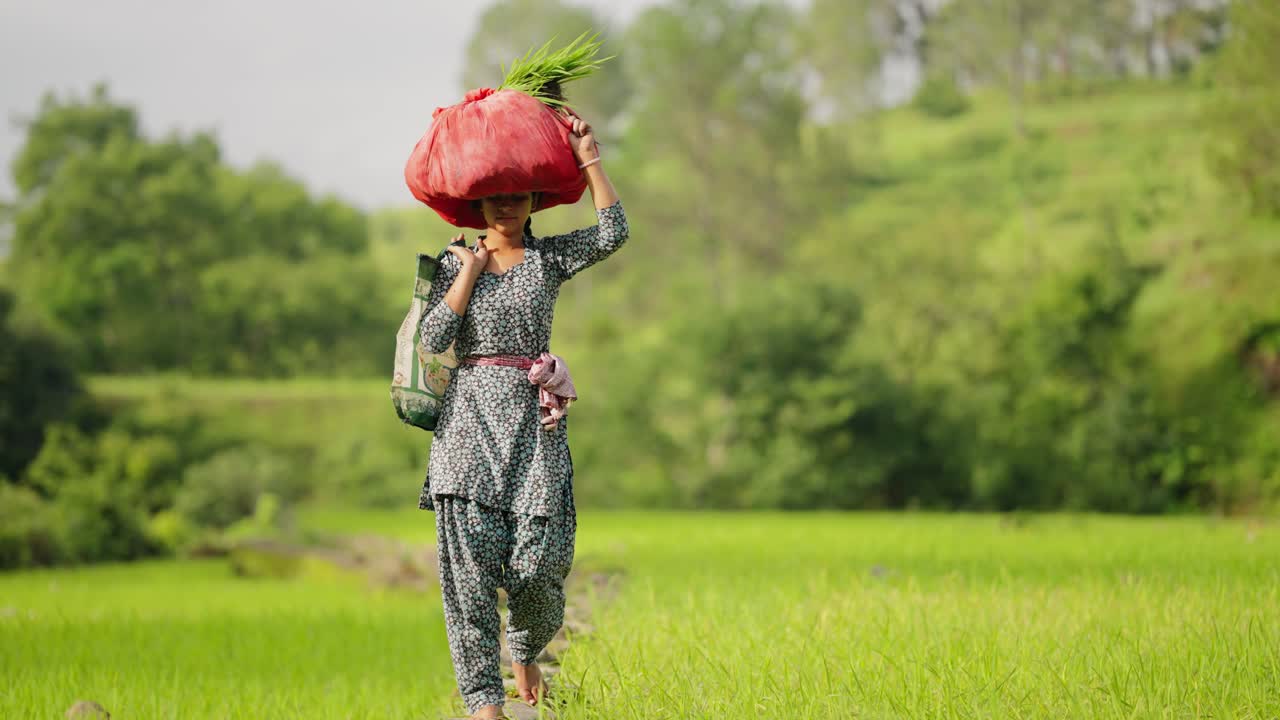 Village woman carrying paddy on her head, walking gracefully through vibrant rice fields under natural sunlight, 4k video