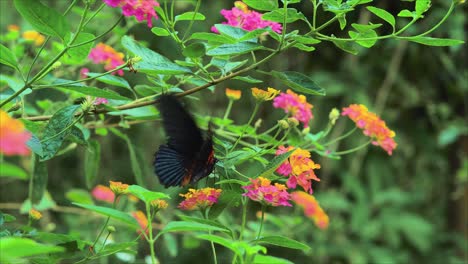 the great mormom butterfly (papilio memnon) fluttering on lantana, flowering plants in the verbena family (verbenaceae)