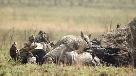 a hyena reveals himself from behind an elephant carcass as he scavenges what's left before the crows do