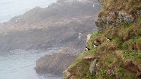 three puffins on a ledge on the cliffs at bullers of buchan