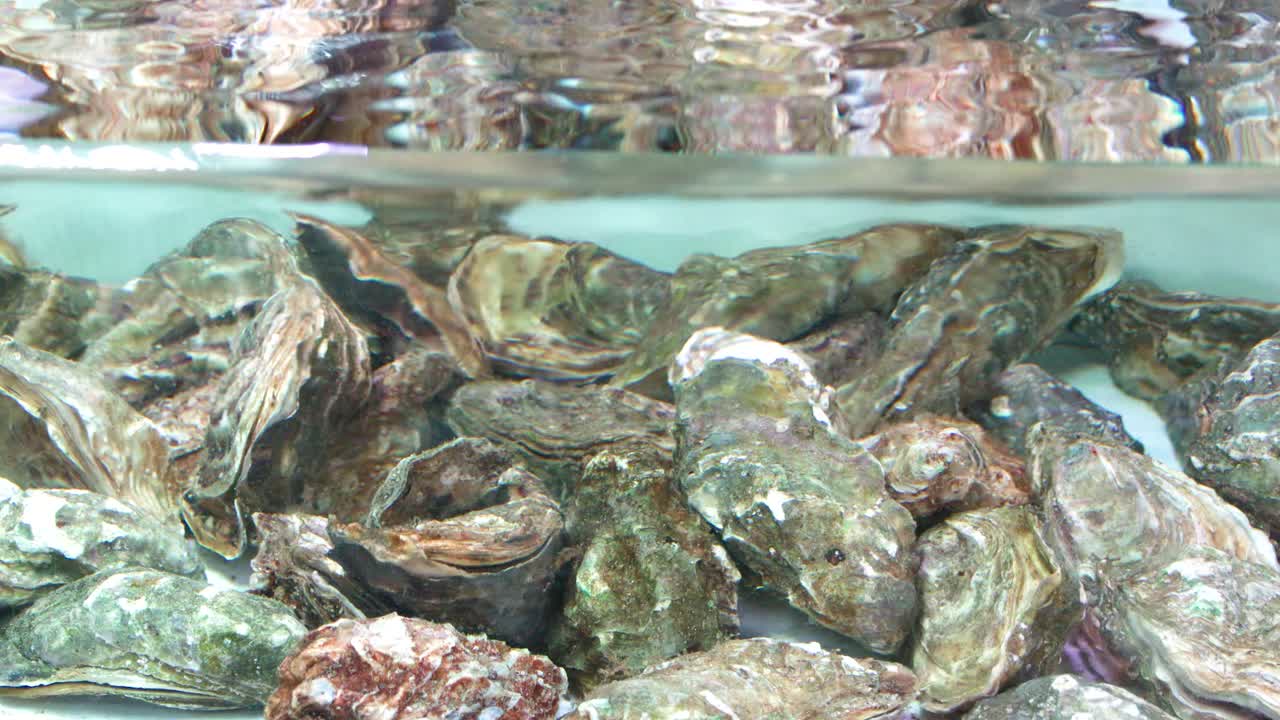 Static medium shot of live oysters submerged in a bubbling glass aquarium at a market