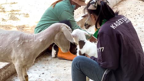 people caring for baby goats and sheep