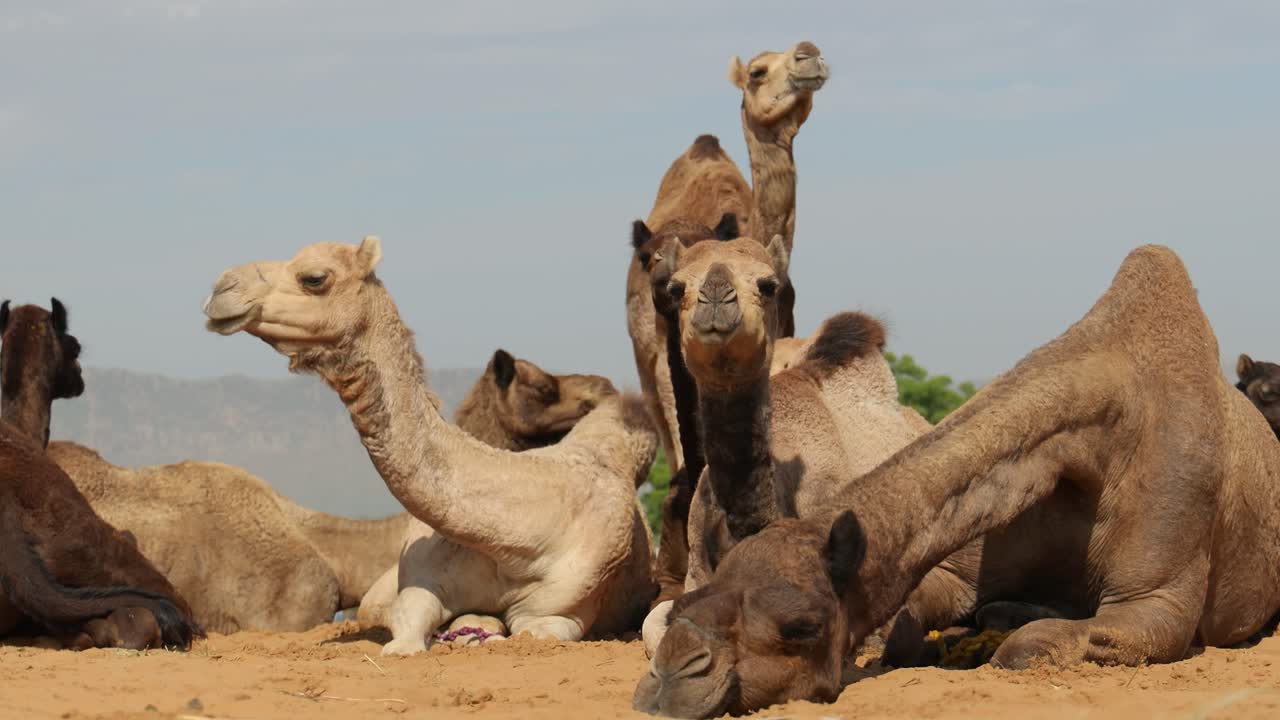 camellos en la feria de pushkar, también llamada feria de camellos de pushkar o localmente como kartik mela es una feria anual de varios días de ganado y cultural que se celebra en la ciudad de pushkar, rajasthan, india.