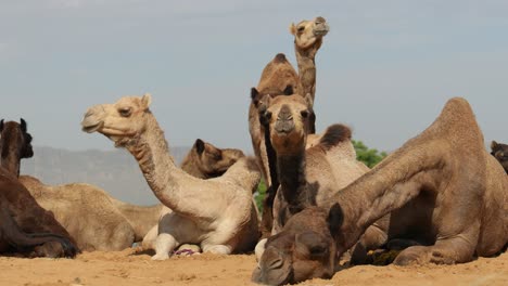 Camels-at-the-Pushkar-Fair,-also-called-the-Pushkar-Camel-Fair-or-locally-as-Kartik-Mela-is-an-annual-multi-day-livestock-fair-and-cultural-held-in-the-town-of-Pushkar-Rajasthan,-India.