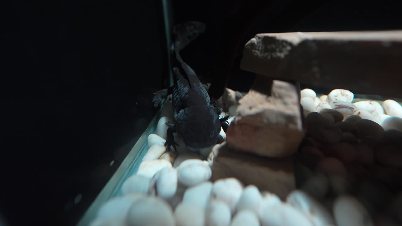 Rare axolotl, native to central Mexico's lake systems, especially Xochimilco, is an iconic species in danger of extinction due to habitat destruction and invasive species