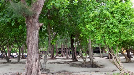 tropical beach park with lush vegetation and people