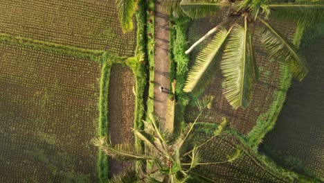 aerial top down view of girl exploring cultural landscape peacefully through palm trees trail and rice fields in remote bali village during sunrise