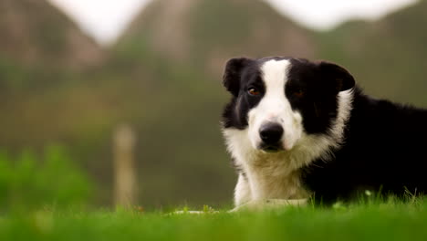 panting sheepdog, attentive loyal pet, alert canine, doggy side profile