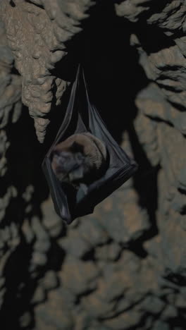 bat in a cave