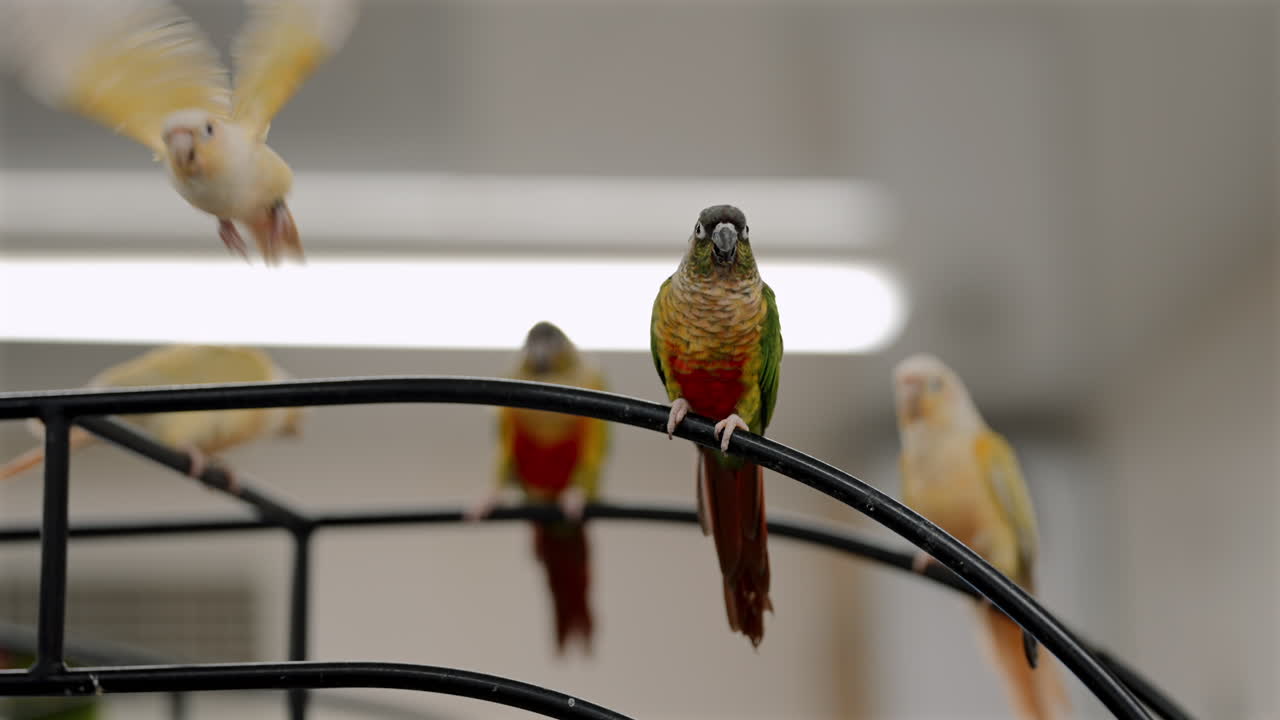 Un periquito se posa brevemente antes de volar desde un soporte de metal dentro de una cafetería de aves en Japón, una atracción interior donde los loros en cautividad interactúan con los visitantes, lo que plantea continuas preocupaciones sobre el bienestar animal.