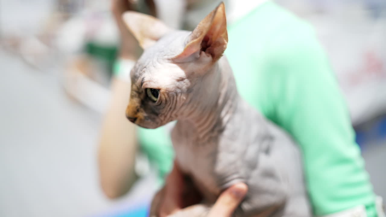 Beautiful woman and sphynx cat at home. Pet cat and young owner relaxing together. Close up. Cat in her arms.