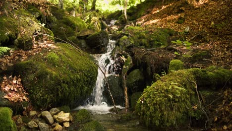 primer plano de un río que corre colina abajo en un bosque verde