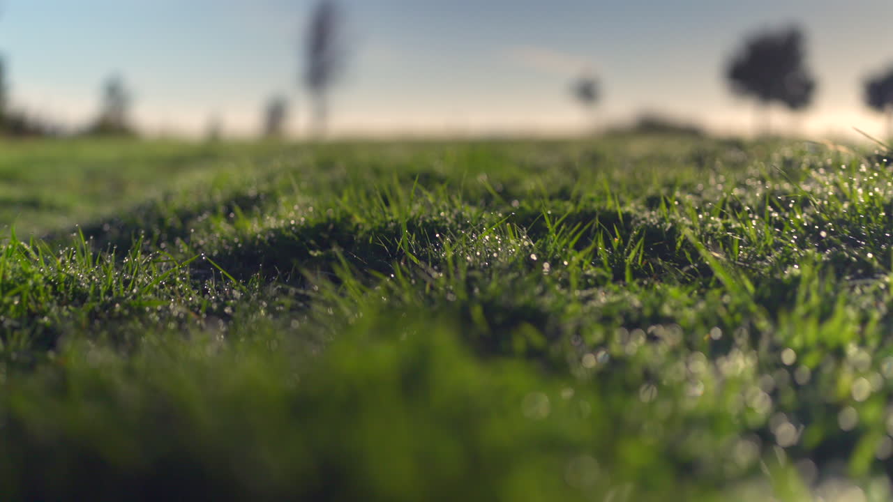 Serene slow-motion gimbal shot moving low over dew-covered blades of grass at sunrise