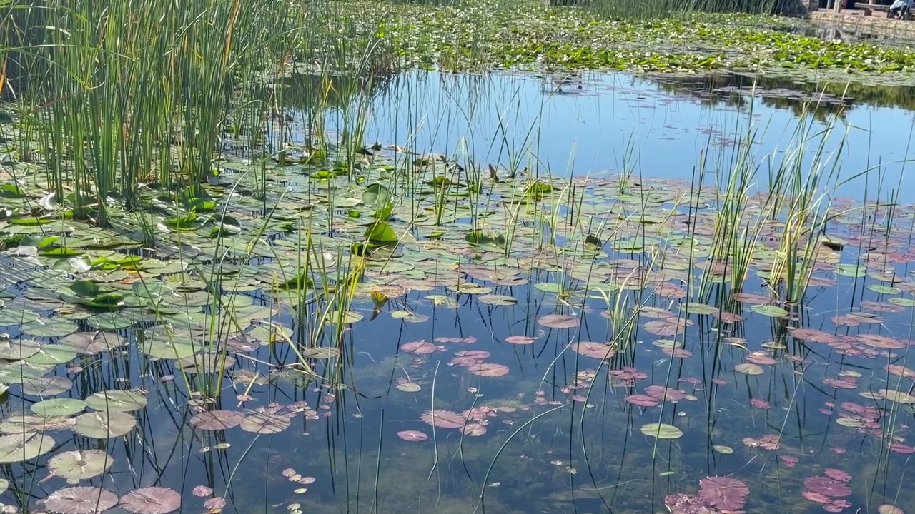 Marshland with lily pads on the surface of the pond.