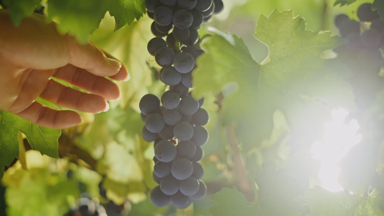 Hand picking grapes in vineyard