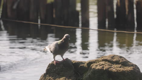 rock dove perched on a big stone at lake during sunny day