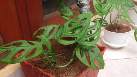 beautiful green philodendron monstera adansonii leaves in indonesia called daun janda bolong at home outdoors