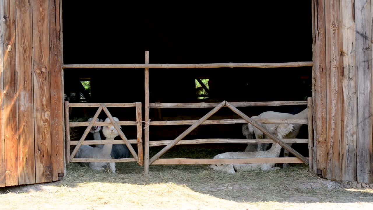 alpaca descansa y relájate en la granja de madera durante un caluroso día de verano