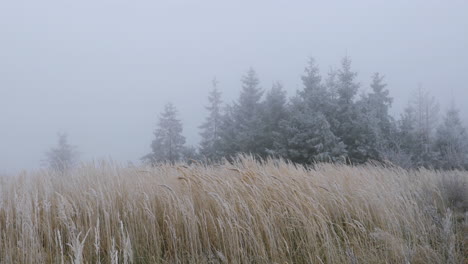 fog in the middle of the forest with a view of yellow grass and fresh snow