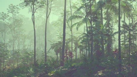 misty jungle