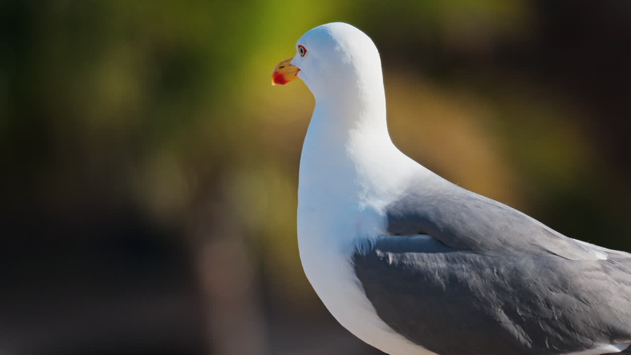 Close up of a seagull standing on a ledge with a blurred view of palm trees on a sunny day