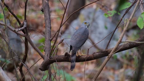 Mirando-A-Su-Alrededor-Desde-Su-Posición,-Un-Accipiter-Trivirgatus-De-Azor-Con-Cresta-Está-Encima-De-Una-Rama-En-Un-Bosque-En-Una-Provincia-De-Tailandia