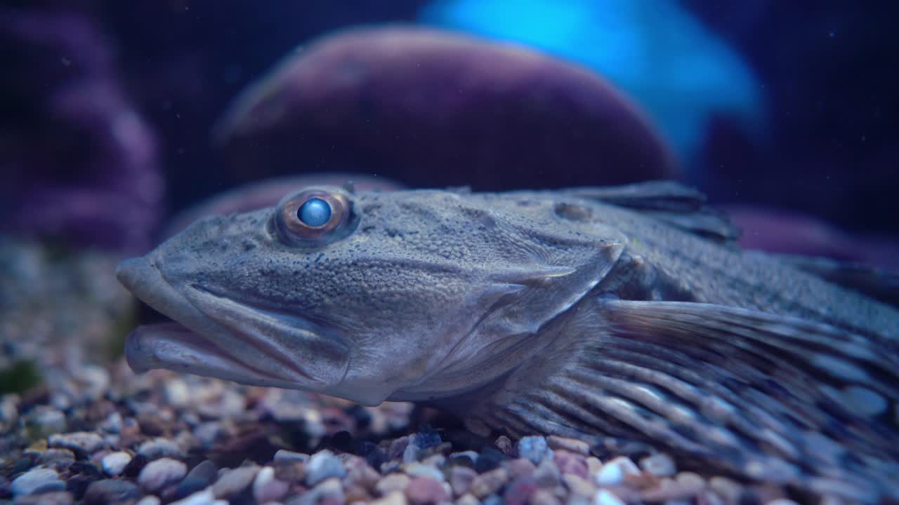 el pez scorpaena guttata es una especie de pez de la familia de los peces escorpión conocido por el nombre común de pez escorpión de california. es nativo del océano pacífico oriental