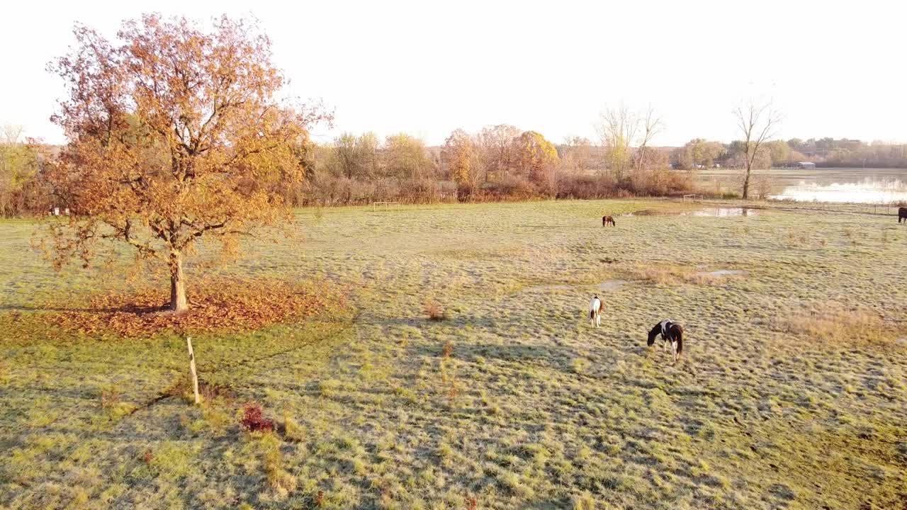 미국 미시간 플랫 록에서 서리가 내린 아침에 풀을 뜯는 검은 말의 슬로우 모션 보기