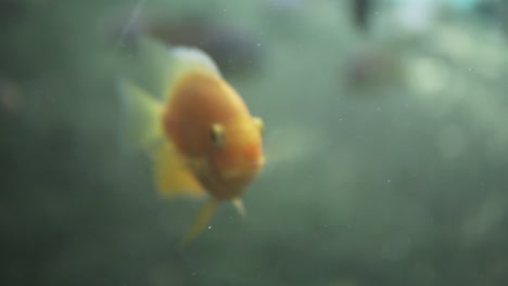 Orangenfische-Schwimmen-In-Einem-Aquarium,-Das-Den-überfluteten-Wald-Des-Amazonas-Nachbildet