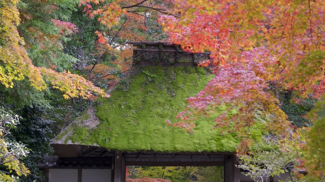 increíble paisaje en cámara lenta en el santuario japonés con techo cubierto de musgo y colores de otoño