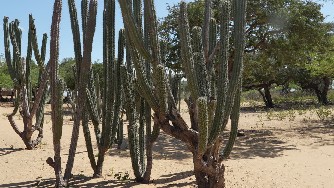 Vidvinkelbillede af høje kaktusplanter under skarp middagssol i La Guajira-ørkenen, Colombia. Tørt sand, spredte træer og en strålende blå himmel skaber et levende naturlandskab. Ingen synlige personer.