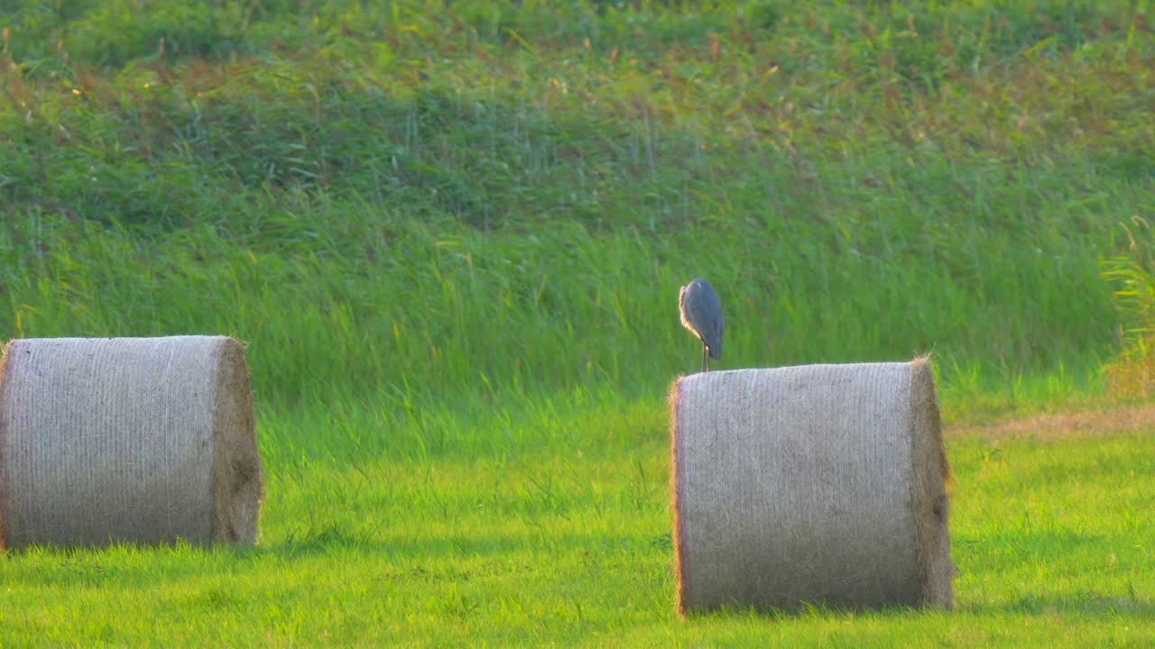 회색 헤이론은 푸른 초원에서 해가 지는 동안 풀에 자신을 꾸미고 있습니다.