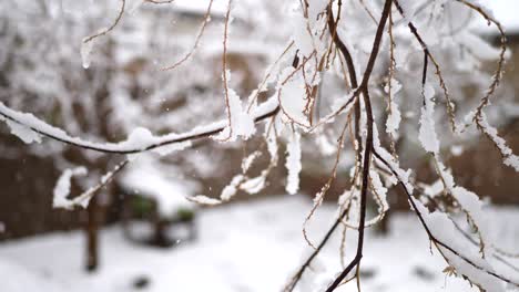 Copos-De-Nieve-Cayendo-Sobre-Una-Rama-De-árbol-En-El-Patio-Trasero-De-Una-Casa-Durante-Una-Tormenta-De-Invierno-A-Cámara-Lenta