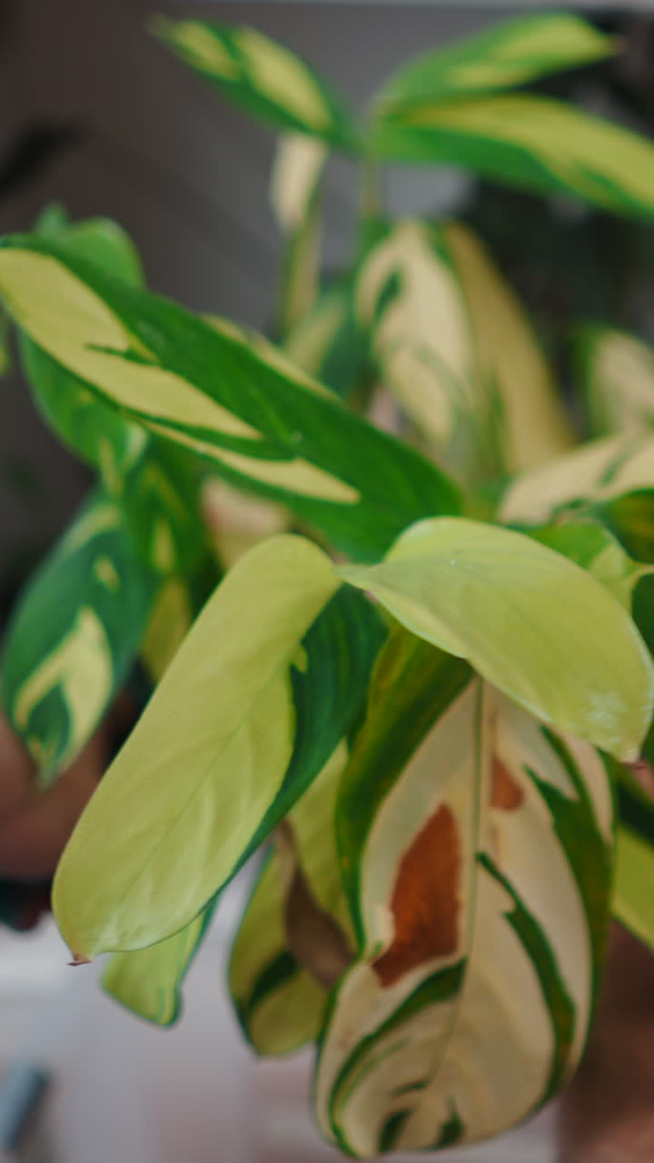 Piante da interno