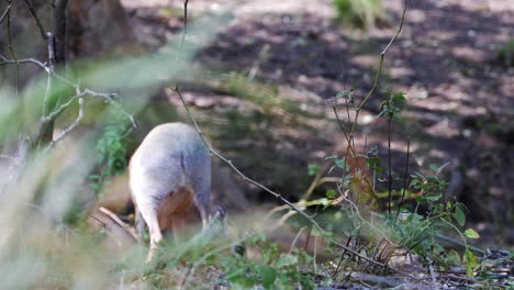 Dikdik-on-background-forest,-eating.-Foliage-in-foreground