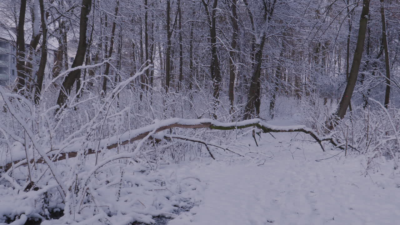árboles y ramas cubiertos de nieve - cámara lenta de arriba hacia abajo